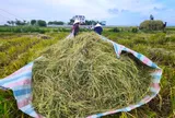 Rơm rạ, mo cau... và bài toán thúc đẩy kinh tế tuần hoàn
