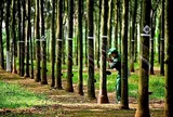 Cao su Phước Hòa lãi gần 500 tỷ đồng sau 9 tháng