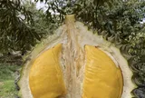 Quê hương của Musang King nhập khẩu sầu riêng Việt Nam để tiêu thụ nội địa