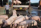 Lũ lụt, dịch bệnh bùng phát, cuối năm có thiếu thịt heo?