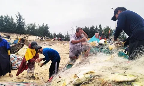 Trúng đậm luồng cá chim vàng, ngư dân Quảng Bình thu 270 triệu trong một buổi chiều