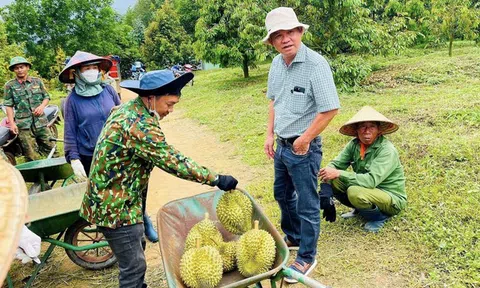 Bầu Đức mời cổ đông "mục sở thị" chuối và sầu riêng