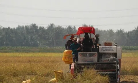 Giá lúa giảm sâu, nông dân mất vui