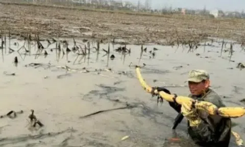 Lội bùn đào thứ ở Việt Nam có đầy, nhẹ nhàng đút túi tiền triệu/ngày