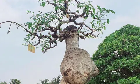 ‘Cóc ghẻ’ lên chậu thành bonsai hàng trăm triệu đồng