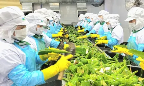 GC Food sẽ chào bán hơn 7 triệu cổ phiếu trong năm 2025