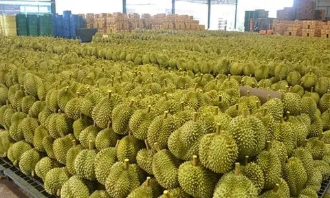 Vừa gia nhập thị trường Trung Quốc chưa được bao lâu, đối thủ sầu riêng của Thái Lan, Việt Nam bất ngờ gặp khó, năng suất thấp nhất trong 1 thập kỷ