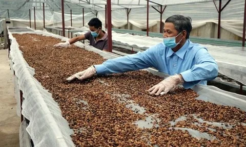 Việt Nam 'đổ bê tông' vị thế xuất khẩu cà phê lớn thứ 2 thế giới: Trung Nguyên, Highlands, Nestlé đua nhau xây nhà máy nghìn tỷ
