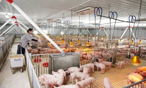 Thứ trưởng Bộ NN&MT: Không để xảy ra tình trạng bỏ trống vùng chăn nuôi