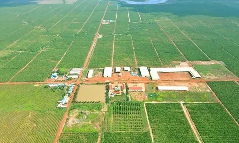 HAGL Agrico của Chủ tịch Trần Bá Dương còn vỏn vẹn hơn 3 tỷ tiền mặt