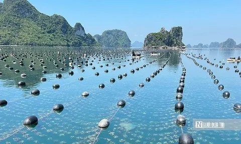 "Thủ phủ hàu" Vân Đồn hồi sinh