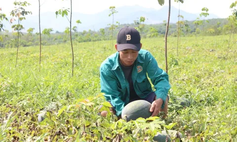 Người trồng dưa hấu Quảng Bình lao đao vì mất mùa mất giá