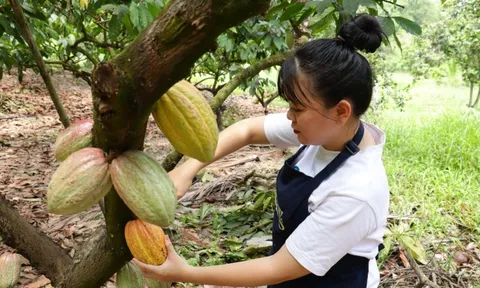 Để hồn Việt “lên men” trong từng hạt cacao thủ công