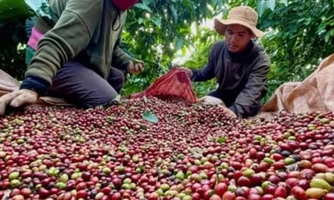 Xuất khẩu cà phê có thể vượt mốc 6 tỷ USD