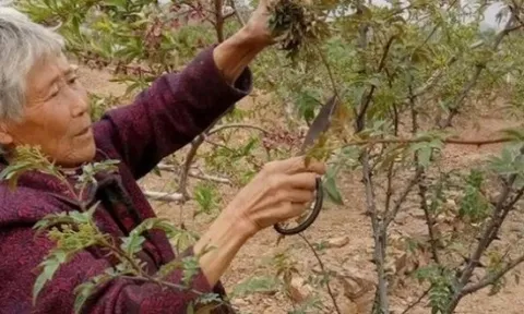 Cây xưa chỉ trồng lấy quả, nay ngắt lá đem bán cũng ra tiền
