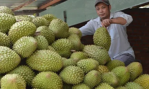 Tiền Giang áp dụng hiệu quả nhiều biện pháp kỹ thuật phát triển sầu riêng