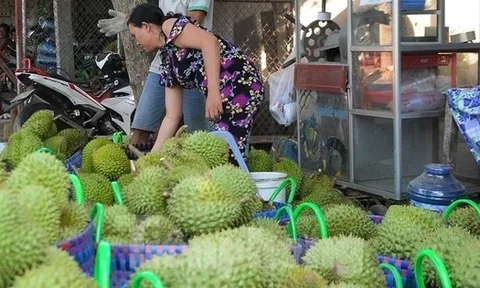 Giá lao dốc, xuất khẩu bất thành, người trồng sầu riêng vỡ mộng?