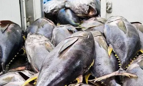 Xuất khẩu cá ngừ đóng hộp giảm một nửa trong tháng 4/2025