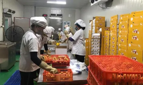 Lô vải thiều đầu tiên của năm 2025 đã được xuất khẩu qua Nhật Bản