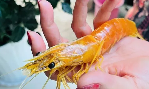 Nuôi tôm hơn 25 năm, phát hiện con tôm sú vàng như luộc