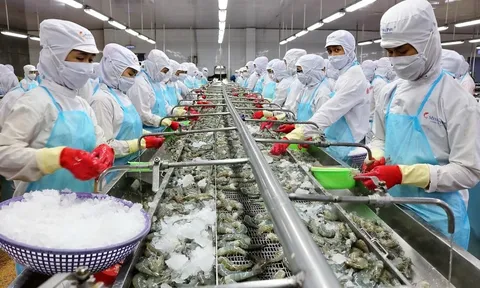 Thủy sản Minh Phú đặt mục tiêu tham vọng sau 2 năm thua lỗ