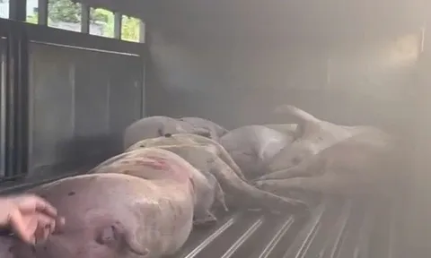 Điều không ngờ trên xe tải đỗ trước sân lò mổ heo