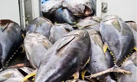 Xuất khẩu cá ngừ đóng hộp giảm một nửa trong tháng 4/2025