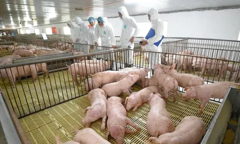 Cổ phiếu Dabaco tăng kịch trần sau lùm xùm C.P. Việt Nam bán thịt lợn bệnh
