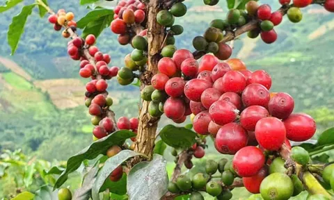 Thuế quan của ông Trump đối với Brazil làm rung chuyển thị trường cà phê