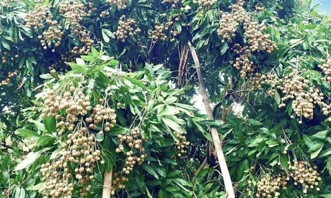 Không chỉ ở Hưng Yên Việt Nam, 'quả tiến vua' có vụ mùa bội thu tại Thái Lan, sản lượng khủng hơn 1 triệu tấn có nguy cơ cần 'giải cứu'