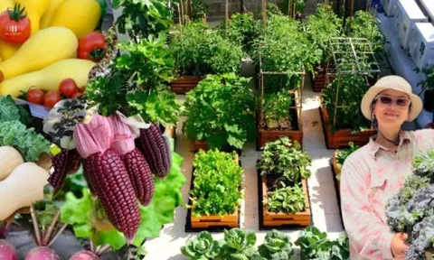 Mê mẩn khu vườn sân thượng đẹp 'như vẽ bằng AI' của mẹ đảm Đà Nẵng