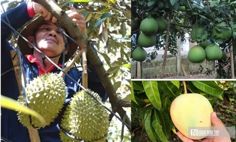Nâng tầm nông sản Đồng Nai - Kỳ 3: Tư duy mới cho chiến lược nông sản dài hạn