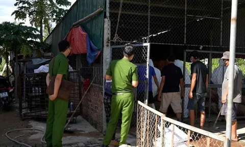 Phát hiện cơ sở thu gom heo chết vì bệnh dịch ở Quảng Ngãi chuẩn bị đưa vào miền Nam tiêu thụ