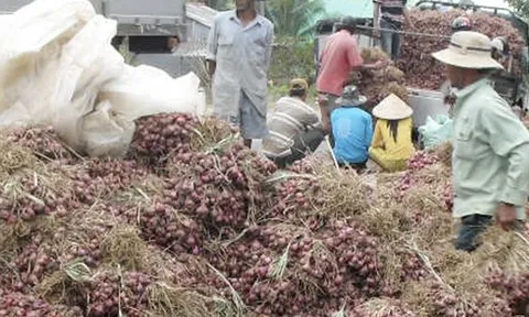 Cần Thơ phản bác thông tin 1 giám đốc doanh nghiệp nói "hơn 1.000 người bị mù do trồng hành tím"