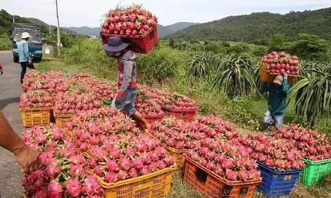 Ai chịu trách nhiệm việc thanh long, hồ tiêu 'chết yểu' vì thủ tục xuất khẩu?