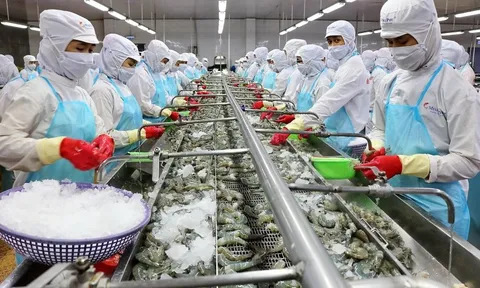 "Vua tôm" báo lãi quý 2/2025 tăng 300%, cao nhất trong vòng 10 quý