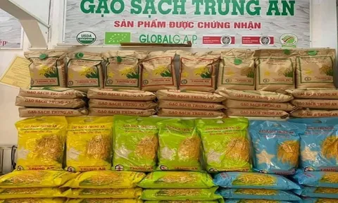 Gạo Trung An nối dài chuỗi thua lỗ