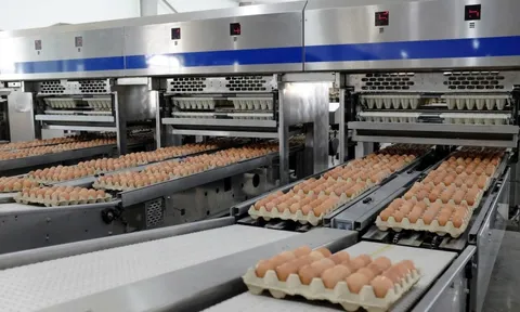 Giá trứng tăng đột biến sau những tháng thấp kỷ lục: Thị trường chao đảo, Hoà Phát vẫn đều đều 1 triệu quả/ngày, báo lãi tăng 135%