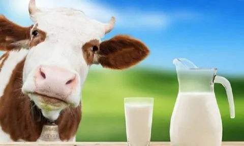 Nhiễu loạn thị trường sữa, đề xuất phân biệt rõ sữa tươi với sữa bột pha nước