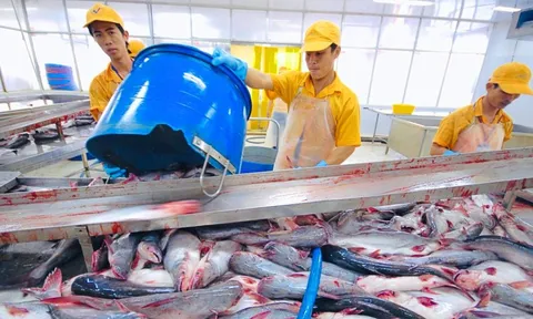 Doanh thu từ Mỹ và EU bù đắp đà giảm của Vĩnh Hoàn tại Trung Quốc
