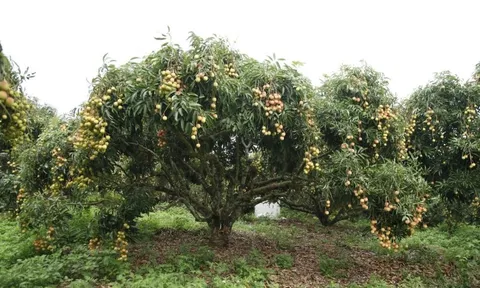 Đặc sản Việt Nam ghi nhận kỷ lục chưa từng có, vừa hết vụ đã có đối tác lớn từ Mỹ đặt hàng cho năm sau