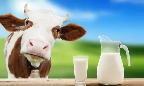 Nhiễu loạn thị trường sữa, đề xuất phân biệt rõ sữa tươi với sữa bột pha nước