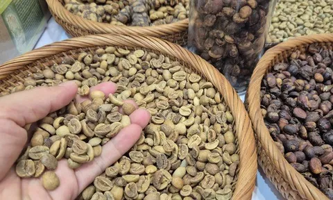 Giá cà phê hôm nay 9-9: Quay đầu tăng vọt