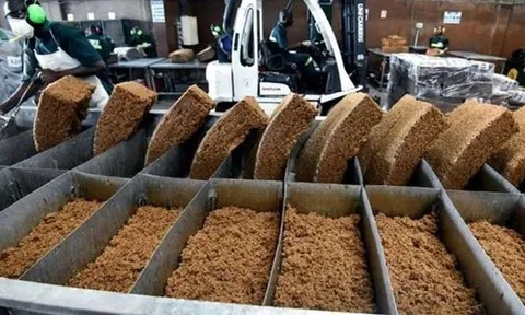 Hàng chục nghìn tấn 'vàng trắng' của Việt Nam được Indonesia đổ tiền mua: 1/3 thế giới ưa chuộng, nước ta sở hữu diện tích trồng hơn 900.000 ha