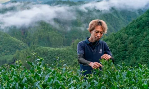 Nhật Bản đang sở hữu loại bột được ví như 'vàng xanh', cả thế giới đổ xô tới đây săn lùng, cung không đủ cầu