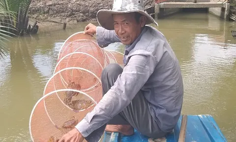 Miền Tây: Cua biển cột bằng dây nilon giá 450.000 đồng/kg
