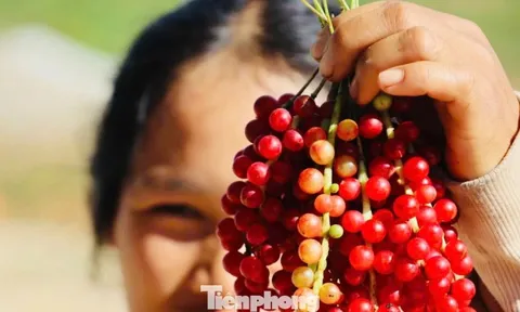 'Hạt ngọc trời' là gì, đắt đỏ ra sao mà người dân kéo nhau lên núi tìm kiếm?