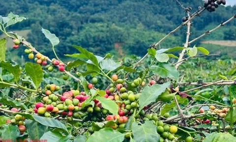 Giá cà phê hôm nay 21-10: Arabica leo đỉnh, Robusta Việt có cơ hội vàng