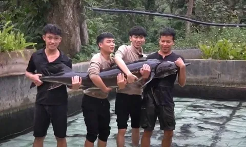 Cụ Cá Tầm 15 năm tuổi nặng 50 kg ở Lai Châu, được lên sàn đấu giá để huy động vốn: Ai nuôi?