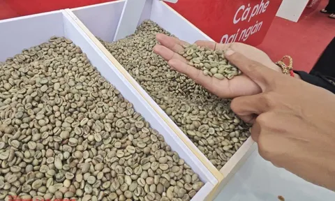 Giá cà phê hôm nay 25-10: Hồi phục và điểm lạ của thị trường số 1
